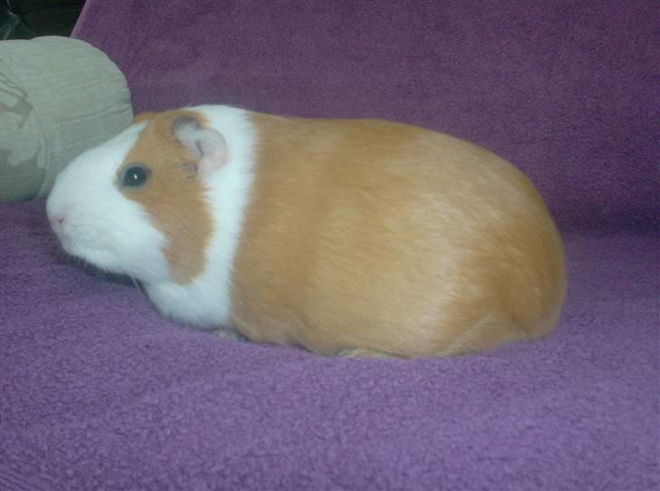 Marsvin **Johar** billede 2