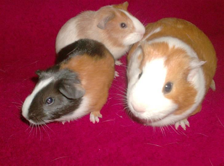 Marsvin **Johar** - Johar med hendes unger Mitch og Kinkajou billede 3