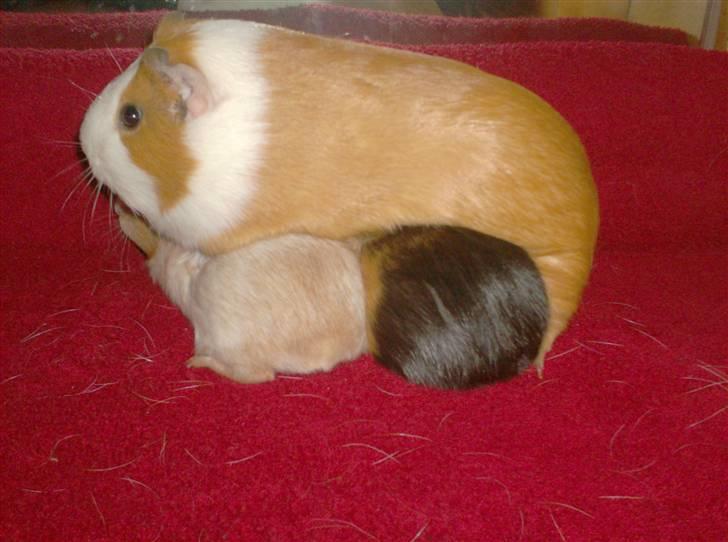 Marsvin **Johar** billede 4