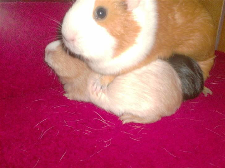 Marsvin **Johar** billede 5