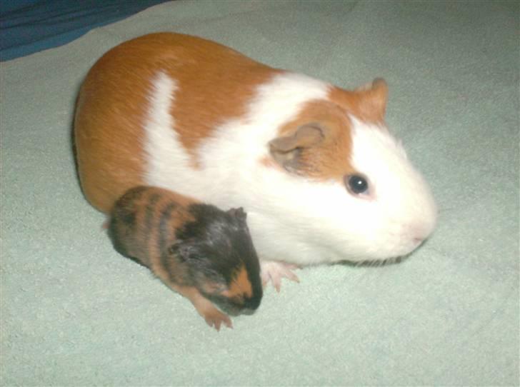 Marsvin **Johar** - Johar med sin første unge, som desværre døde et par dage senere.. billede 6