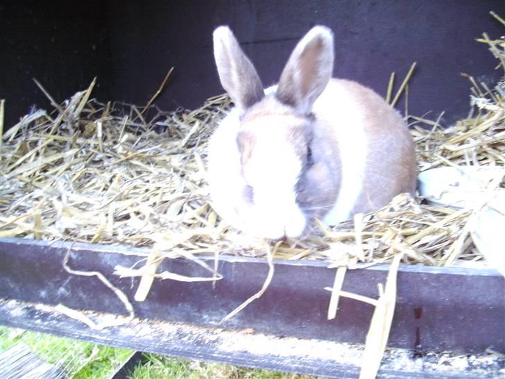 Kanin Hanna billede 1