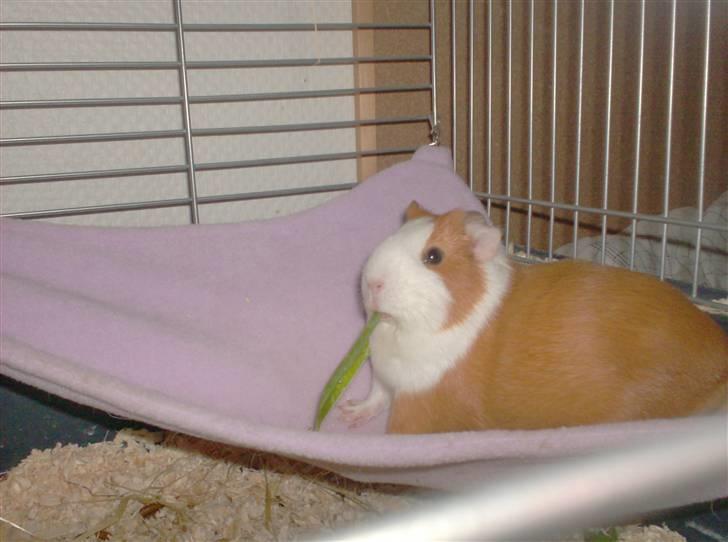 Marsvin **Johar** billede 7