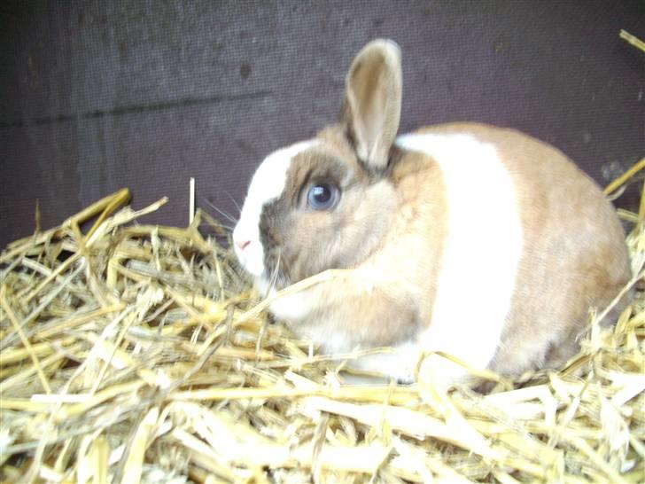 Kanin Hanna billede 2