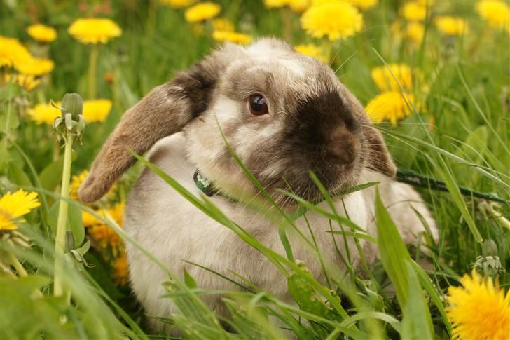 Kanin Venus<3 billede 15