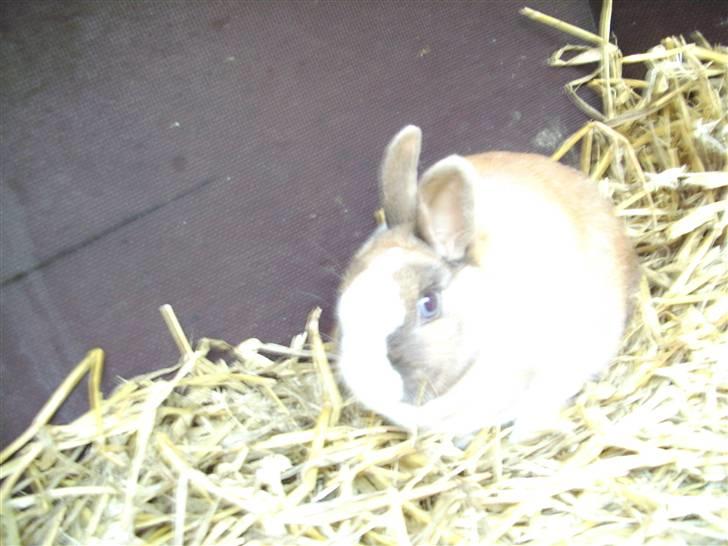 Kanin Hanna billede 3