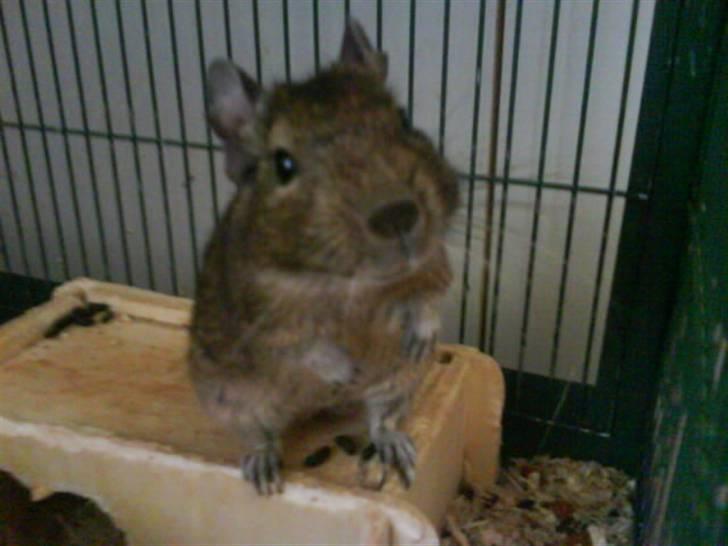 Degu Minnie billede 1