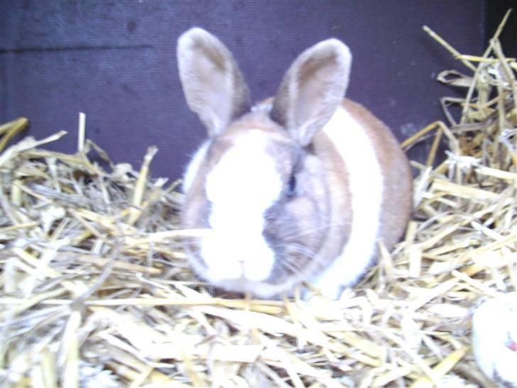 Kanin Hanna billede 4