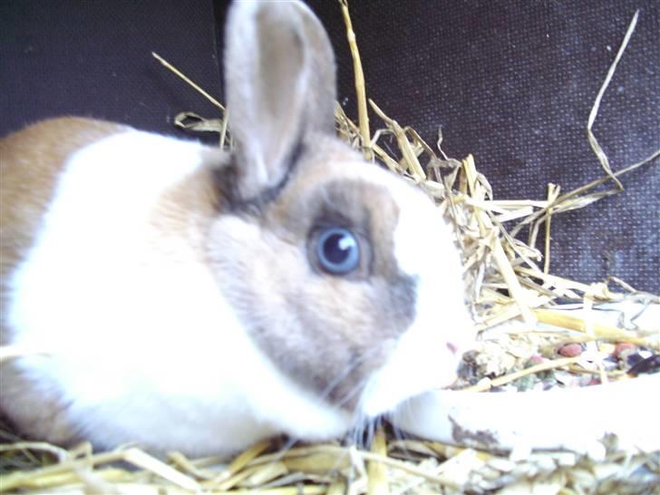 Kanin Hanna billede 5