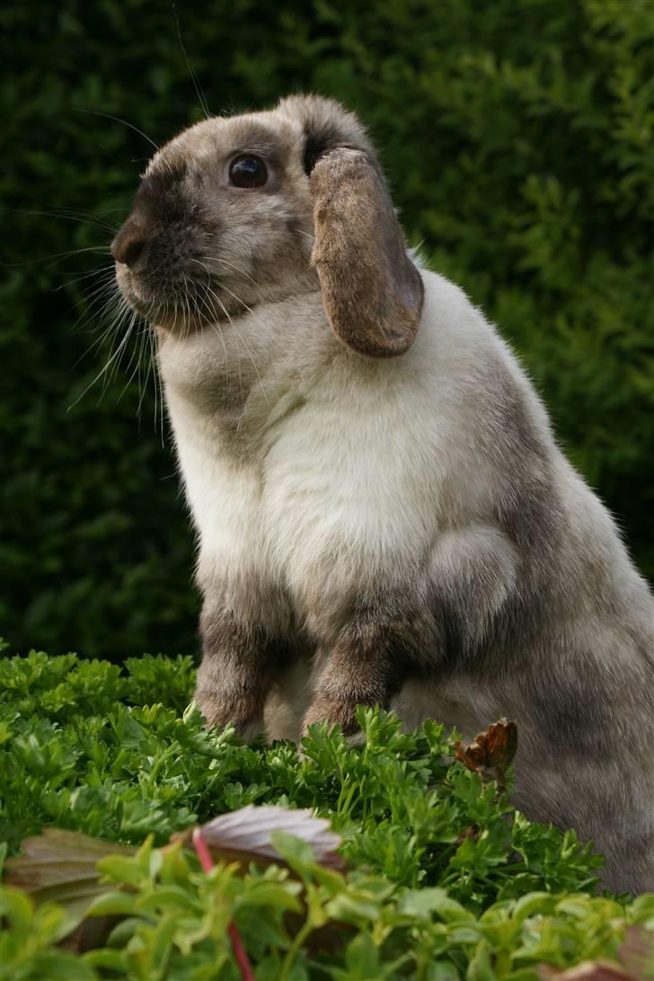 Kanin Venus<3 billede 16