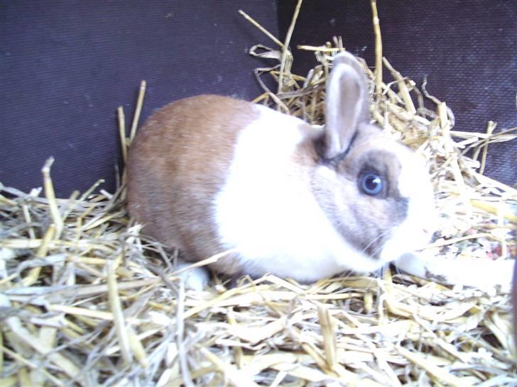 Kanin Hanna billede 6