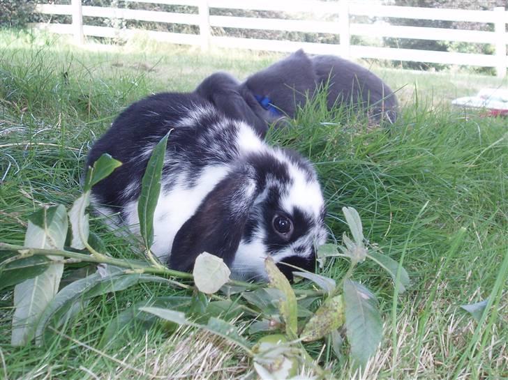 Kanin Plet <3 billede 9