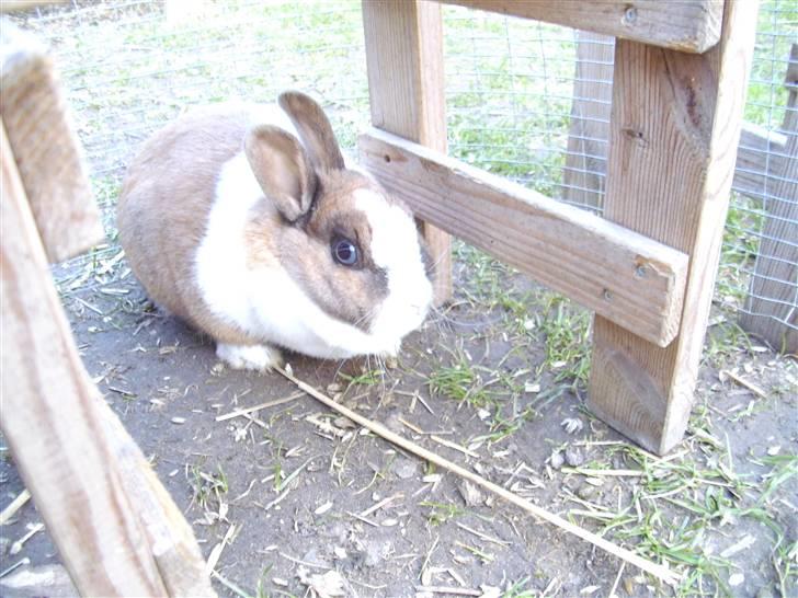 Kanin Hanna billede 7