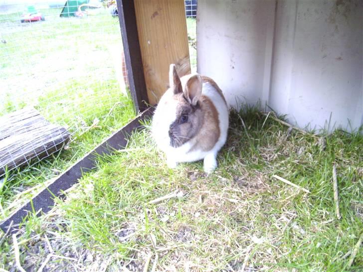 Kanin Hanna billede 8