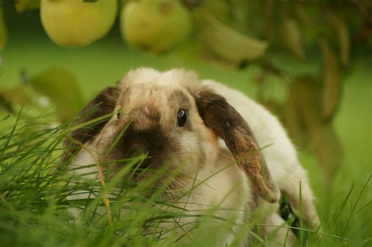 Kanin Venus<3 - Find Werner og vind en 20´er. billede 17