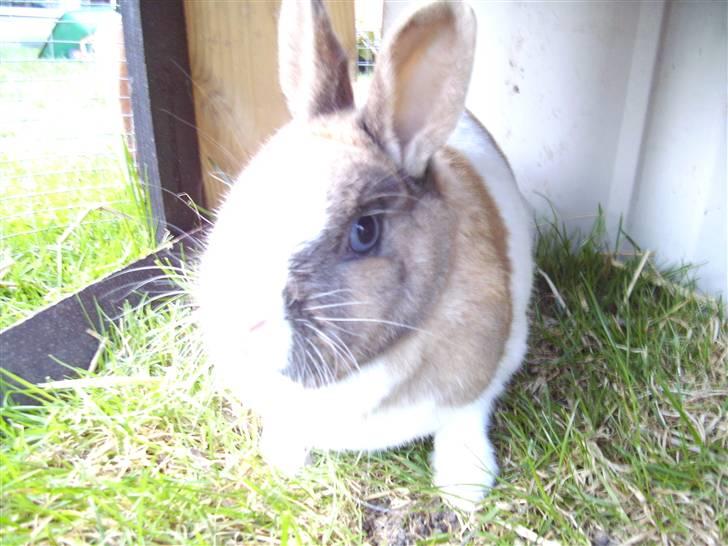 Kanin Hanna billede 9