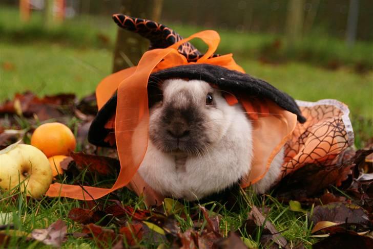 Kanin Venus<3 billede 18