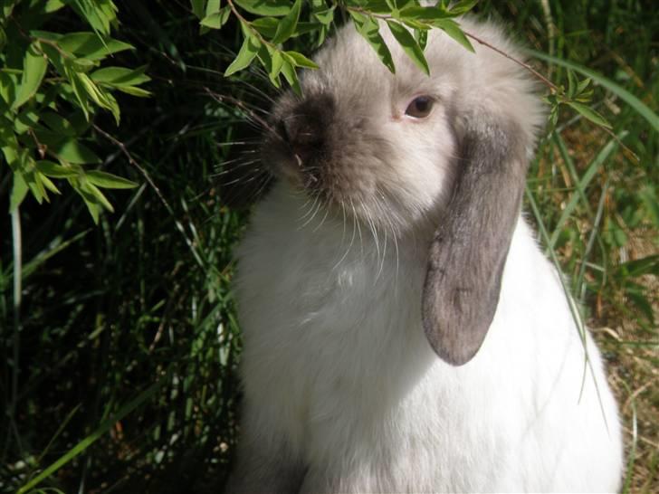 Kanin Venus<3 - Werner, dengang hun faktisk var sød :D billede 20