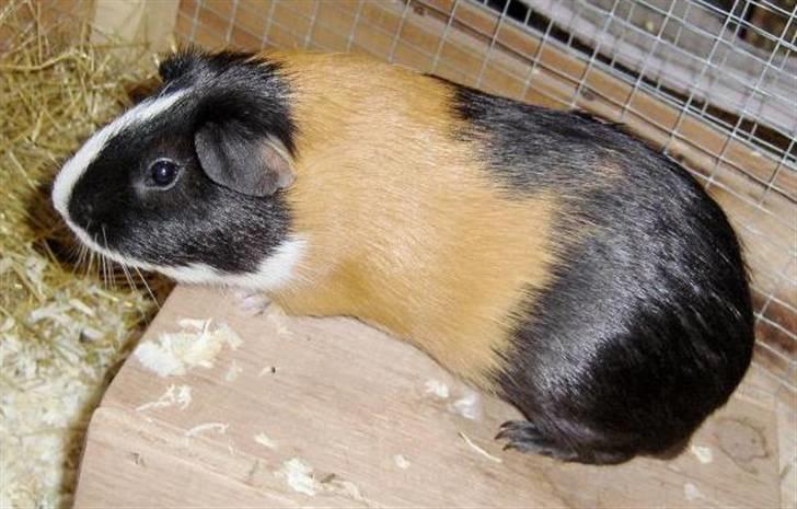 Marsvin **Mitch** billede 1