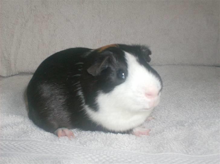 Marsvin **Mitch** billede 2
