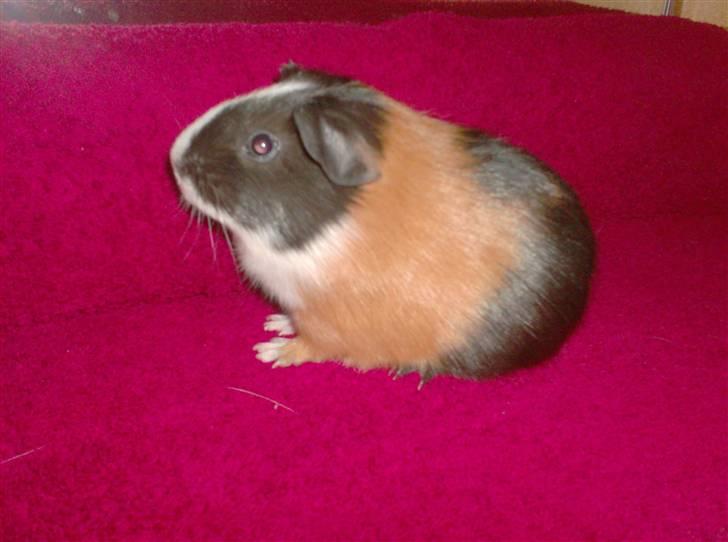 Marsvin **Mitch** - Mitch der er træt af at få taget billeder og har derfor sat sig ned :o)  Her som ung billede 3