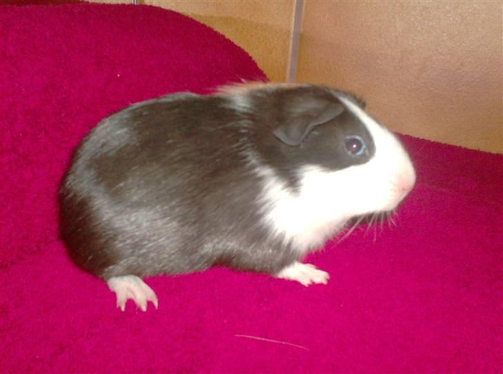 Marsvin **Mitch** - Mitchs mørke side ;-) billede 4