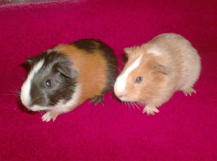 Marsvin **Mitch** - Mitch og søster Kinkajou billede 5