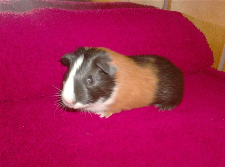 Marsvin **Mitch** billede 6