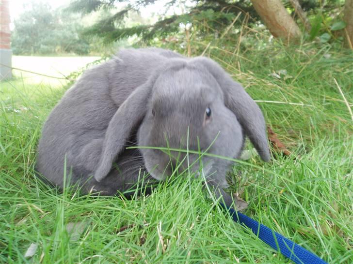 Kanin Pølle - velkommen til Pølles profil <3 billede 1