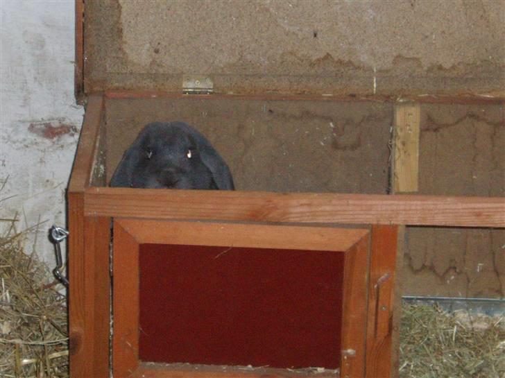 Kanin Pølle - tit tit, lige kommet hjm til nye ejere :) billede 2