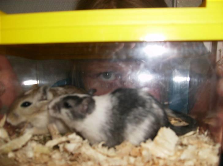 Ørkenrotte sif billede 1