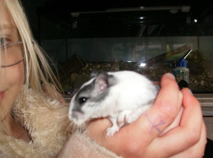 Ørkenrotte sif billede 2