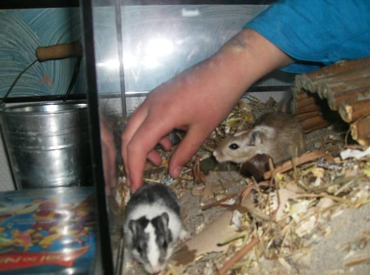 Ørkenrotte sif billede 3