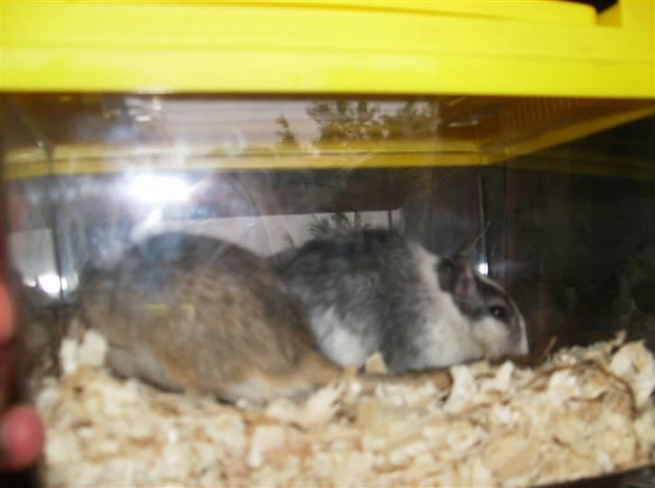 Ørkenrotte sif billede 4