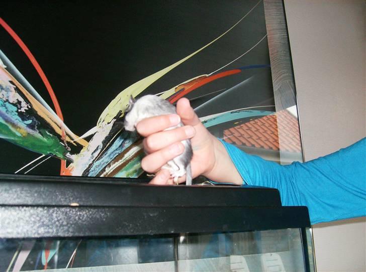 Ørkenrotte sif billede 5