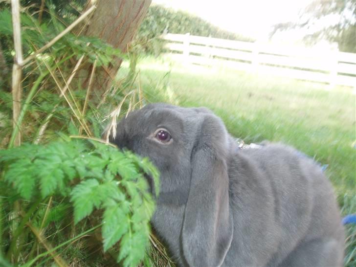 Kanin Pølle billede 6