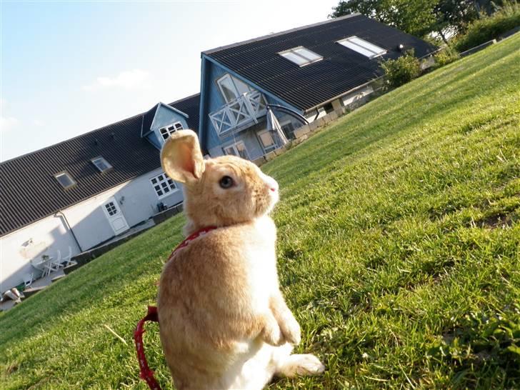 Kanin Tissie *død* :'( billede 12