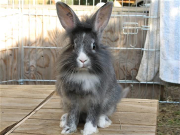 Kanin Miley billede 2