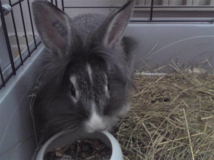 Kanin Miley billede 3