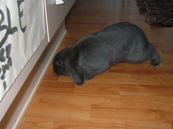 Kanin Pølle - på gulvet i stuen :)<3 billede 7