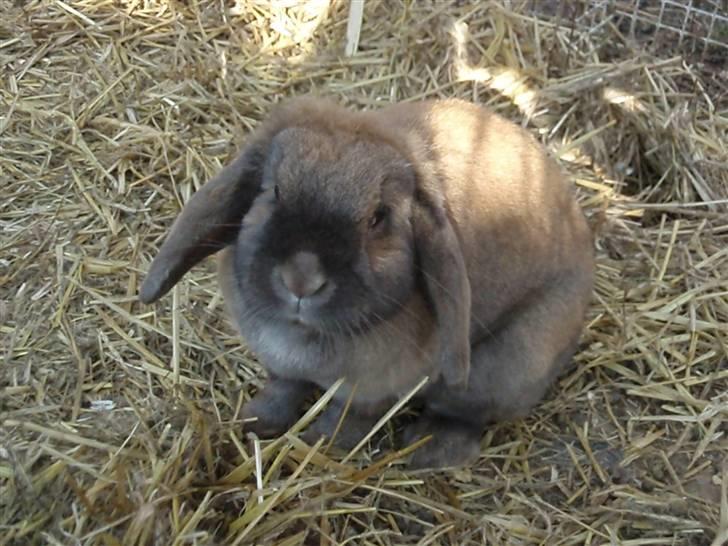 Kanin Pjuske <3 RIP - Lalaalal<3 billede 11