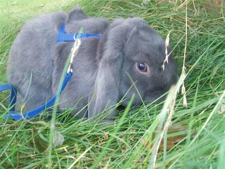 Kanin Pølle billede 9