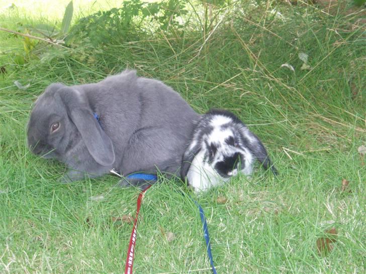 Kanin Pølle - sammen med Plet i haven :) billede 10