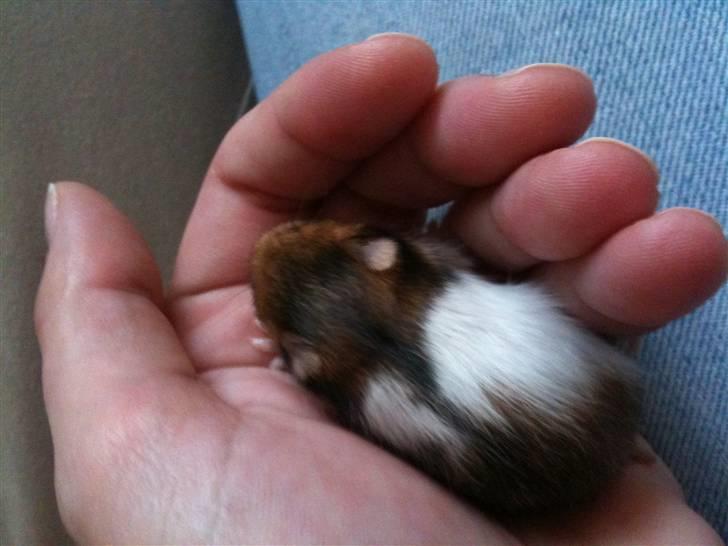 Hamster Bandit *R.I.P.* - Lille Bandit da han var kun 2 uger gammel billede 2