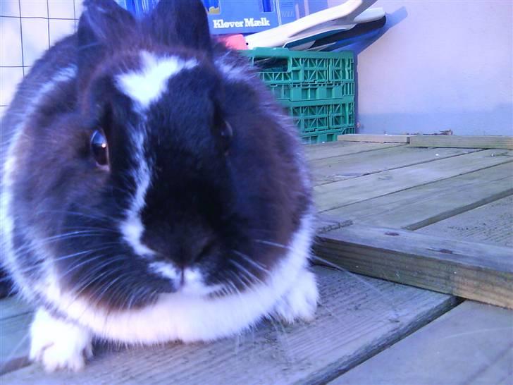 Kanin pjuske solgt billede 1