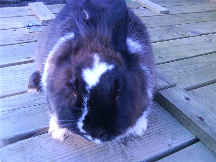 Kanin pjuske solgt billede 2