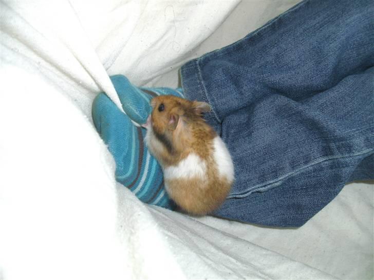 Hamster Bandit *R.I.P.* - Bandit på min søns på 4 år´s ben ;) billede 3