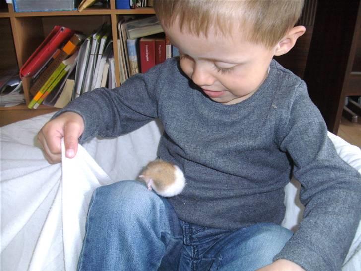 Hamster Bandit *R.I.P.* - Kan du gætte hver jeg er? (Lige ved min søns ene knæ) billede 4