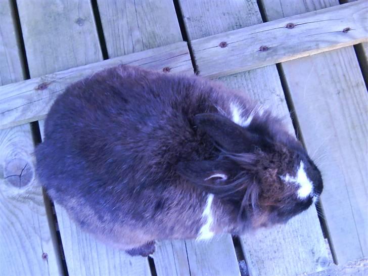 Kanin pjuske solgt billede 4