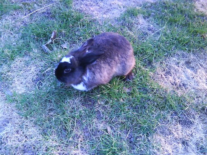 Kanin pjuske solgt billede 5